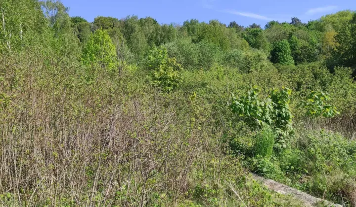 Działka rolna Lubin