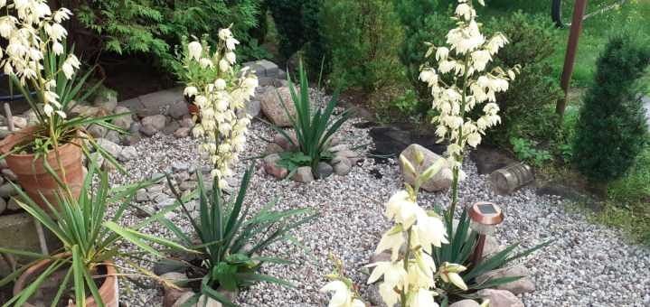 Działka rod Klebark Mały. Zdjęcie 2