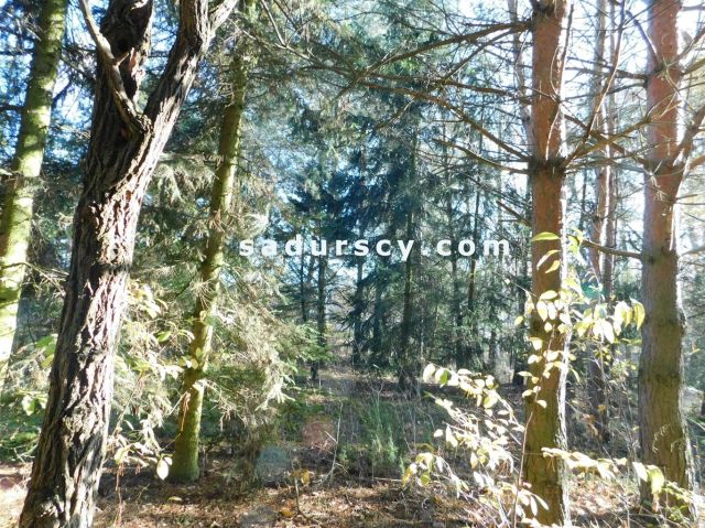 Działka budowlana Biały Ług. Zdjęcie 12