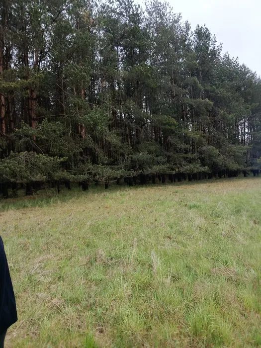 Działka leśna Żerniki. Zdjęcie 8