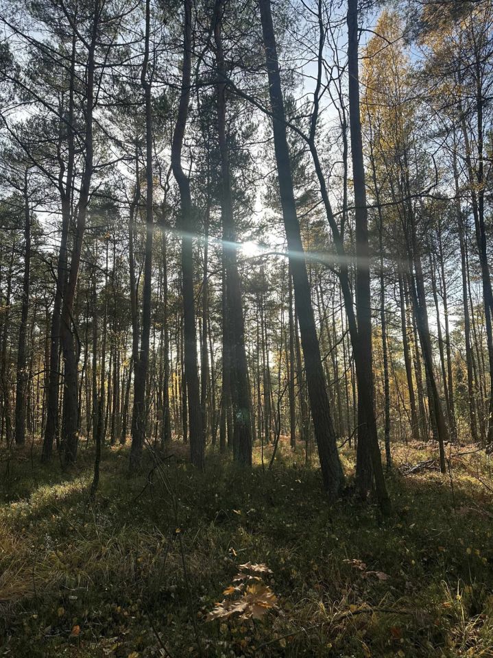 Działka leśna Stanowiska. Zdjęcie 3