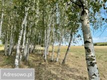 Działka budowlana Rafałówka. Zdjęcie 1