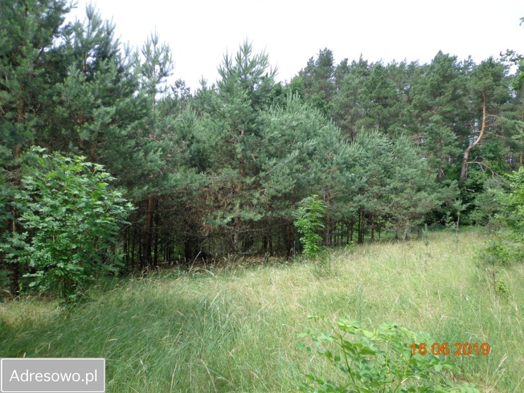 Działka rekreacyjna Cierzpięty. Zdjęcie 8