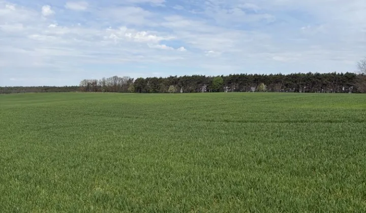Działka rolno-budowlana Rojewo