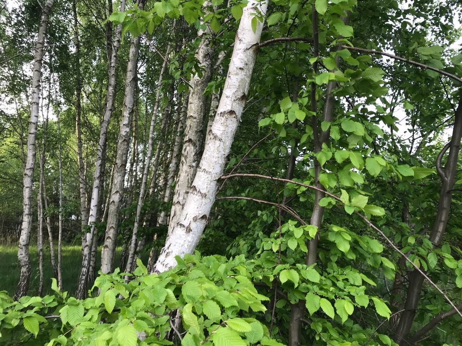 Działka budowlana Cisie. Zdjęcie 4