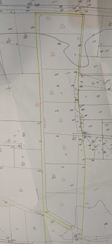 Działka rolno-budowlana Dąb Wielki. Zdjęcie 1