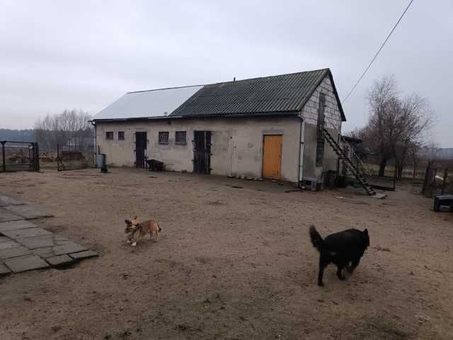 siedlisko Siarzewo. Zdjęcie 2