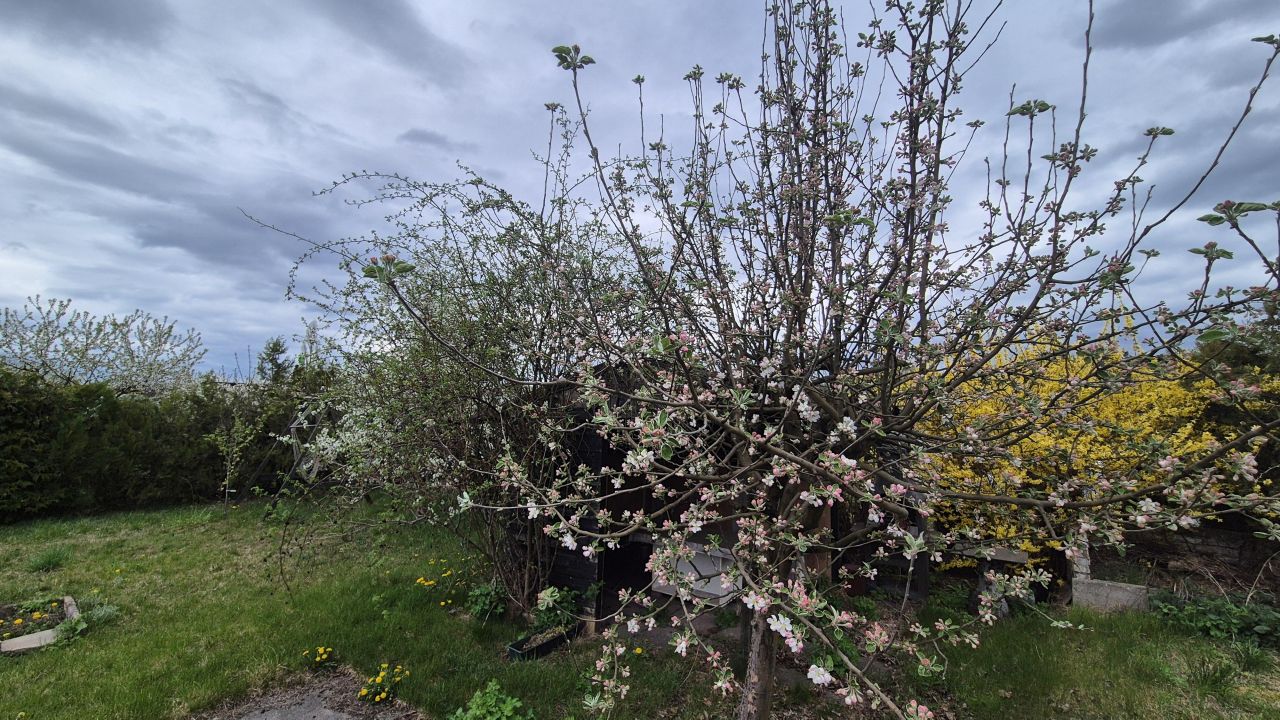 Działka rekreacyjna Kostrzyn nad Odrą Osiedle Leśne, ul. Sportowa. Zdjęcie 15