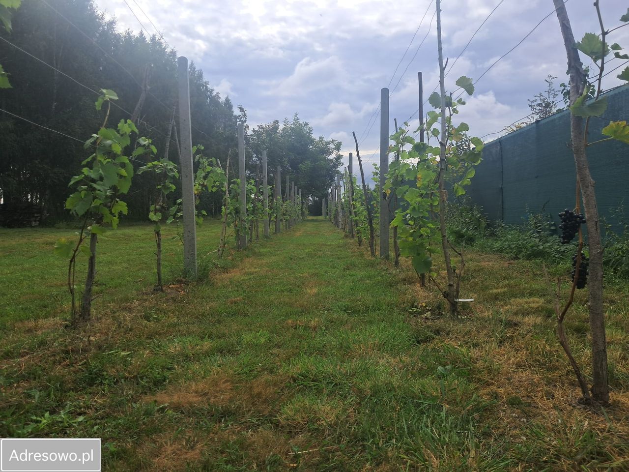 Działka rolno-budowlana Strojec, ul. Zacisze. Zdjęcie 11