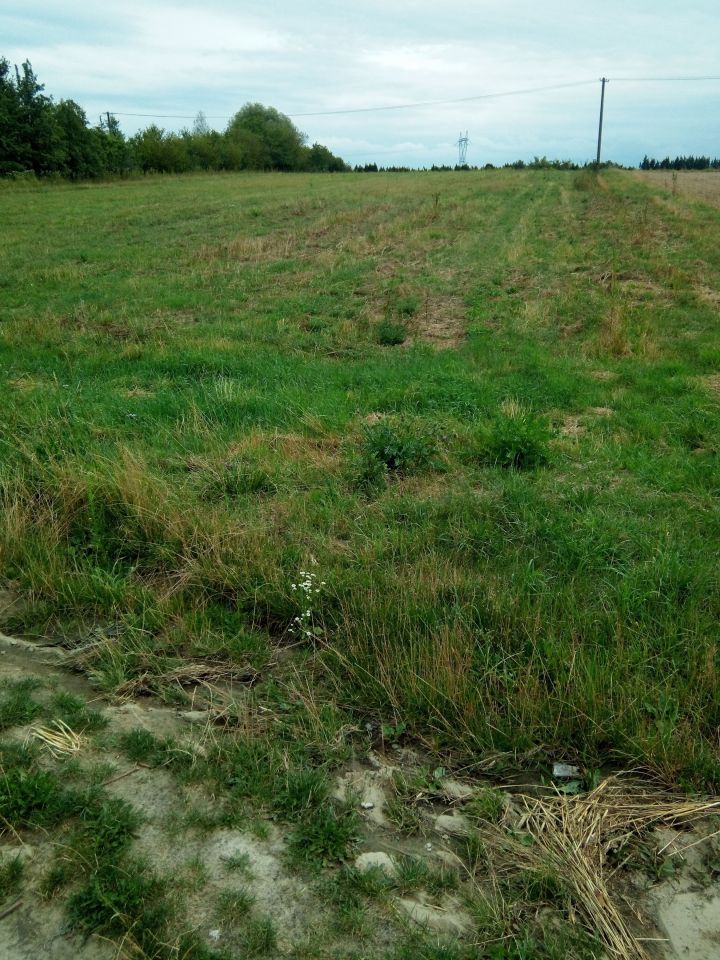 Działka siedliskowa Janów. Zdjęcie 7