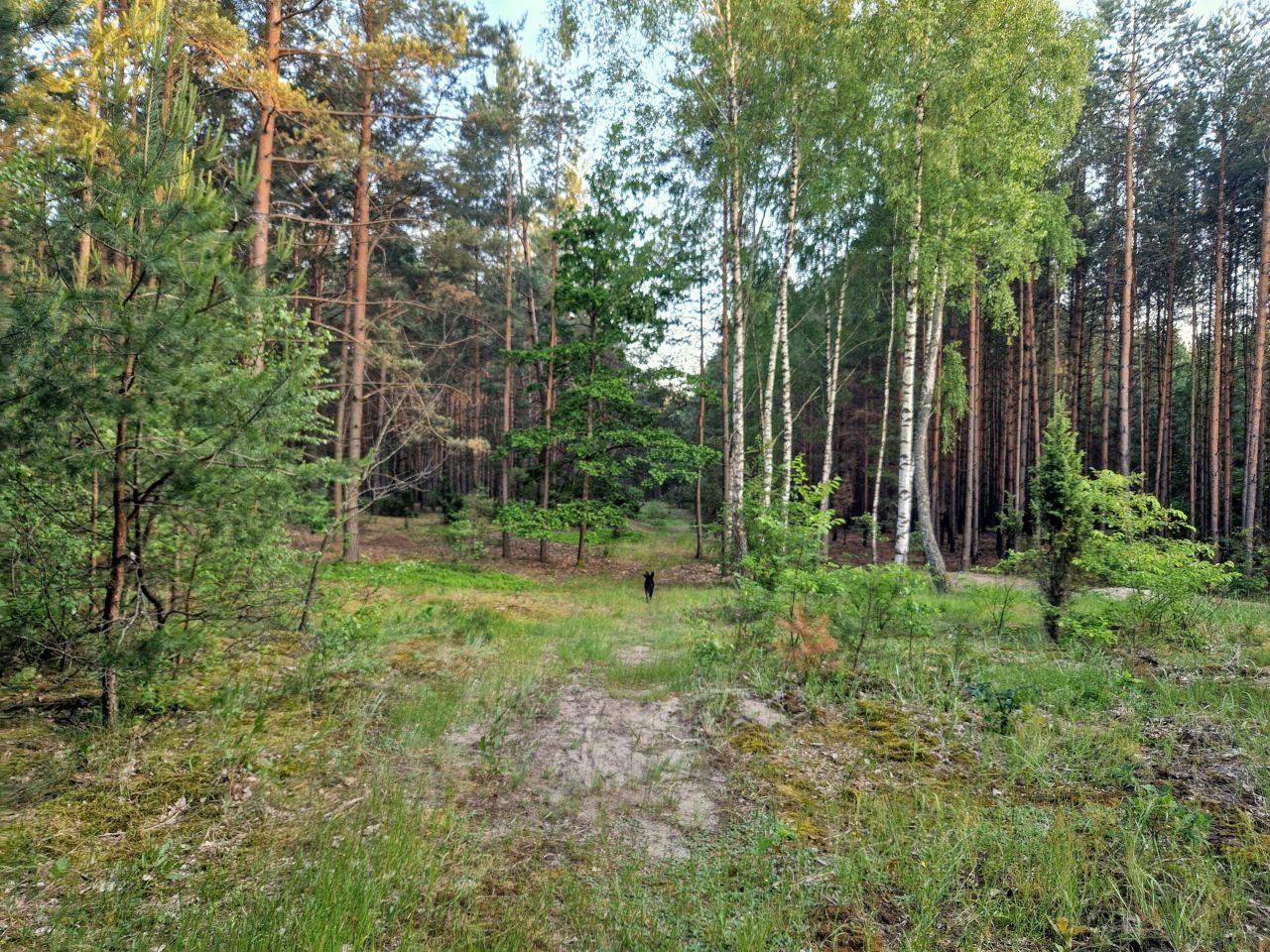 Działka budowlana Smólnik. Zdjęcie 5