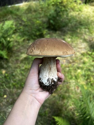 Działka budowlana Powałczyn, Powałczyn. Zdjęcie 21