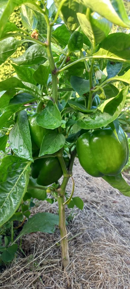 Działka rod Siemianowice Śląskie Centrum, ul. Pawła Śmiłowskiego. Zdjęcie 15