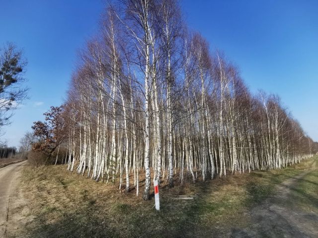 Działka leśna Czyżkowo. Zdjęcie 3