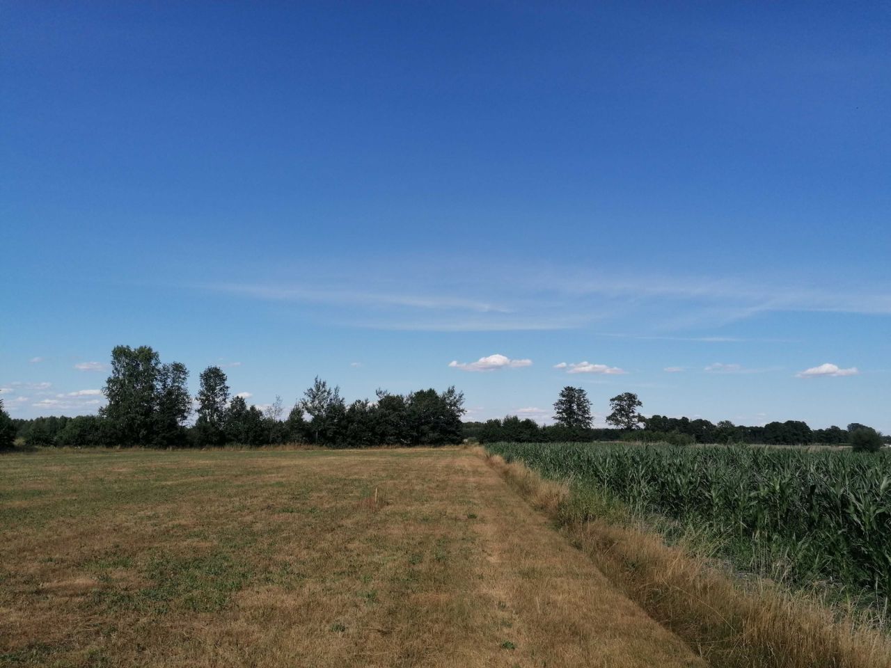 Działka rolno-budowlana Brzozówka. Zdjęcie 4