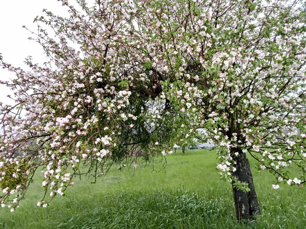 Działka budowlana Kurnatowice. Zdjęcie 8