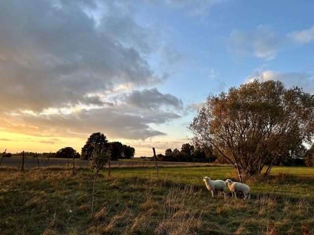 Działka siedliskowa Mogowo. Zdjęcie 4