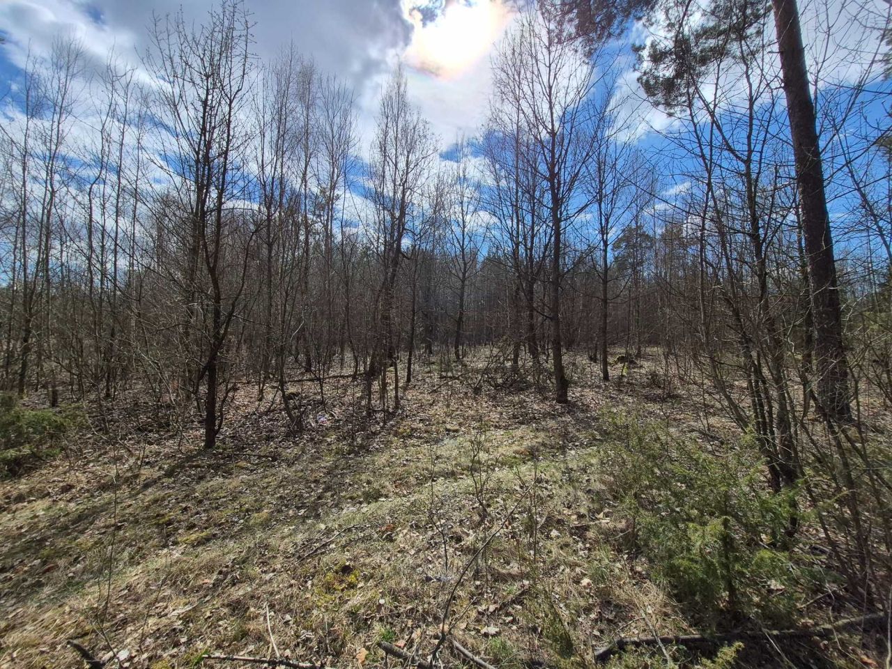 Działka leśna Kamionka Stara. Zdjęcie 6