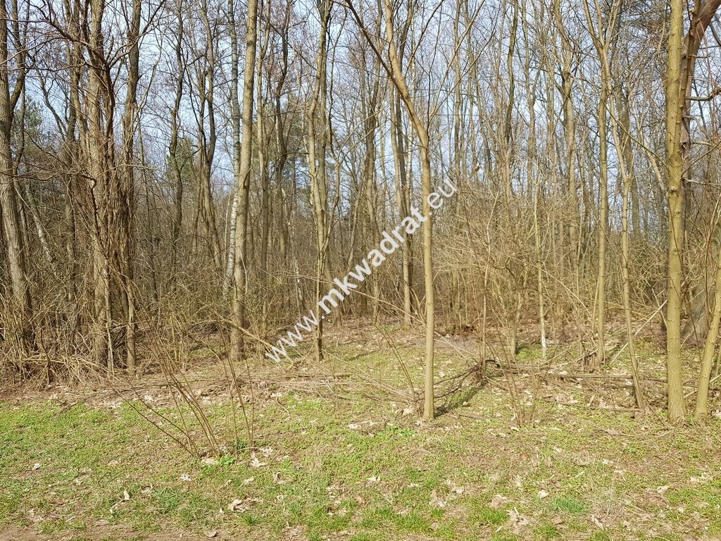 Działka leśna Borszyce. Zdjęcie 4