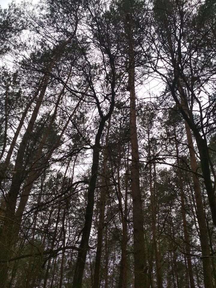 Działka leśna Wojszyn. Zdjęcie 13