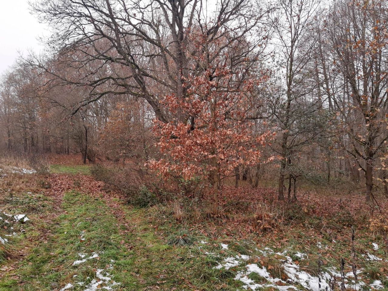 Działka budowlana Gronów. Zdjęcie 23