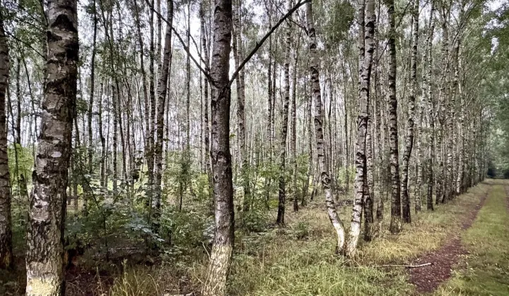 Działka budowlana Janowice