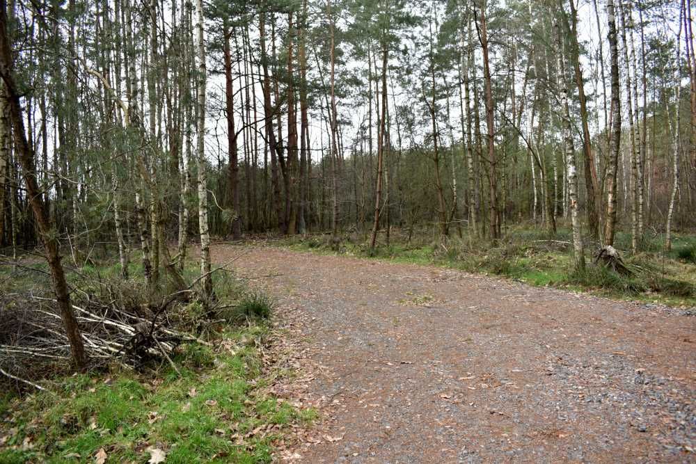 Działka leśna Smolarnia. Zdjęcie 7