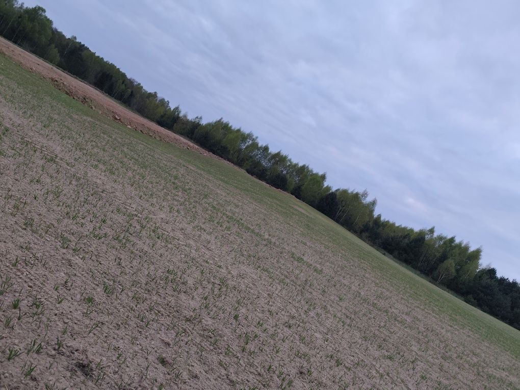 Działka rolno-budowlana Graniczna Wieś, ul. Jarzębinowa. Zdjęcie 3