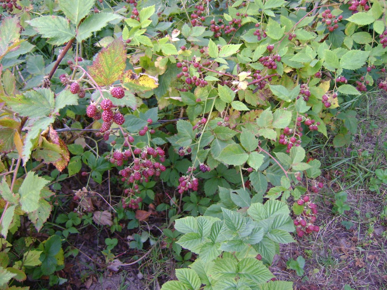 Działka rod Lublin Szerokie, ul. Nałęczowska. Zdjęcie 13