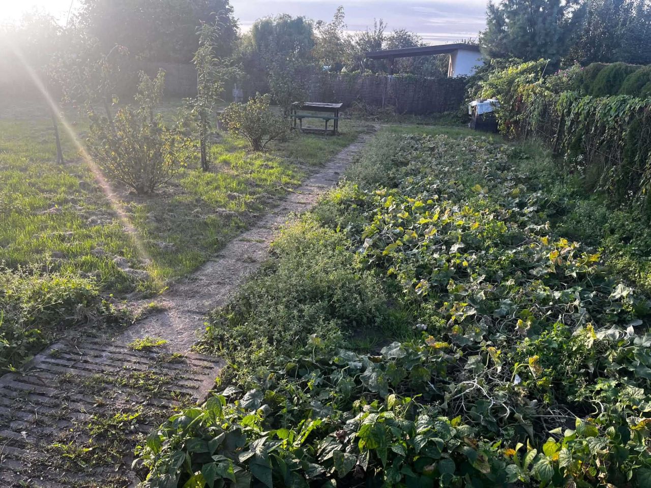 Działka rod Braniewo, ul. Wiejska. Zdjęcie 2
