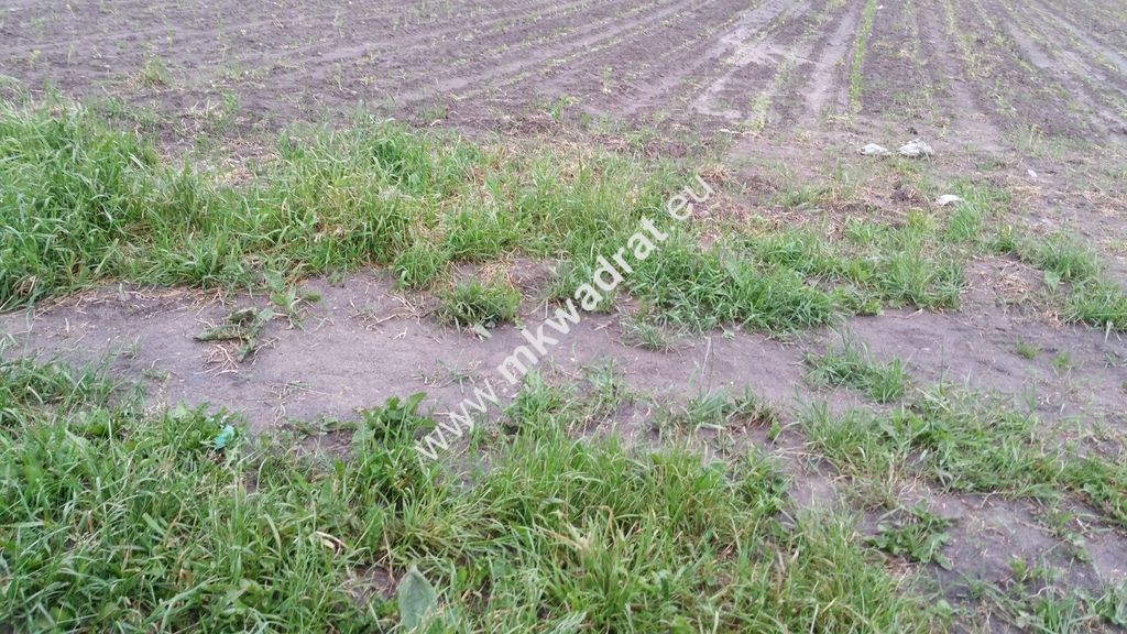 Działka budowlana Chrzanów Mały. Zdjęcie 1