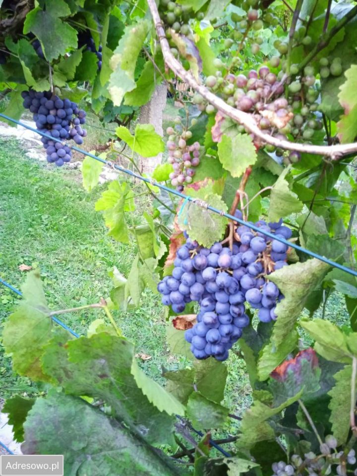 dom wolnostojący, 6 pokoi Złotów. Zdjęcie 12