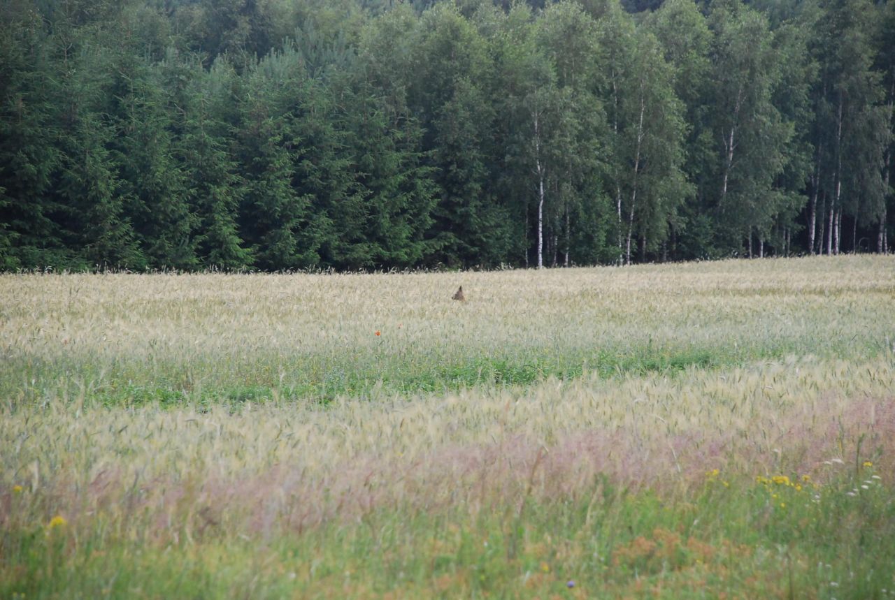 Działka budowlana Dolnik. Zdjęcie 8