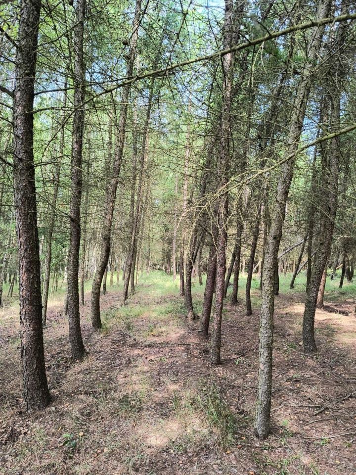 Działka rolna Dobrogoszczyce. Zdjęcie 8