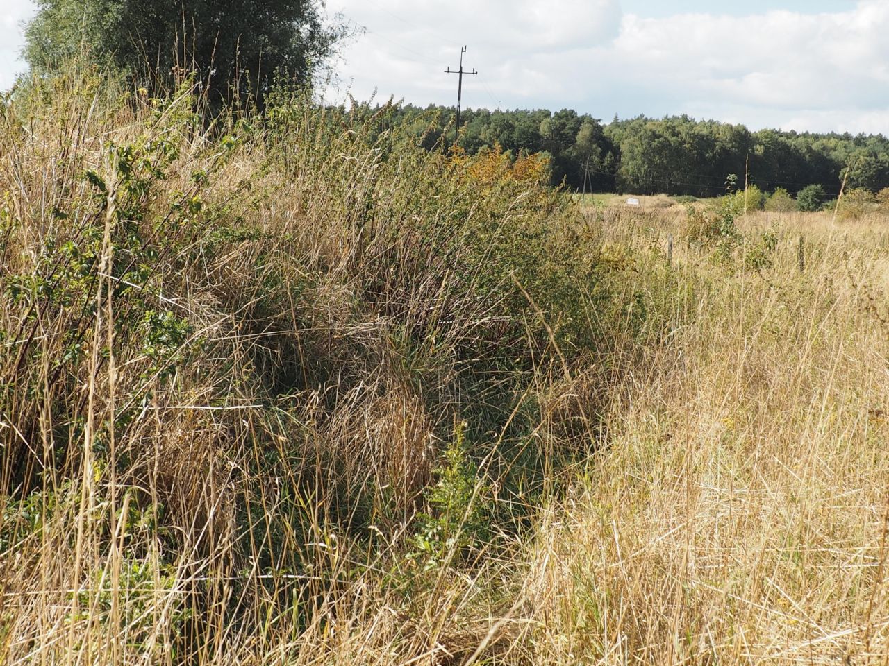 Działka budowlana Dołuje, ul. Wilcza. Zdjęcie 3