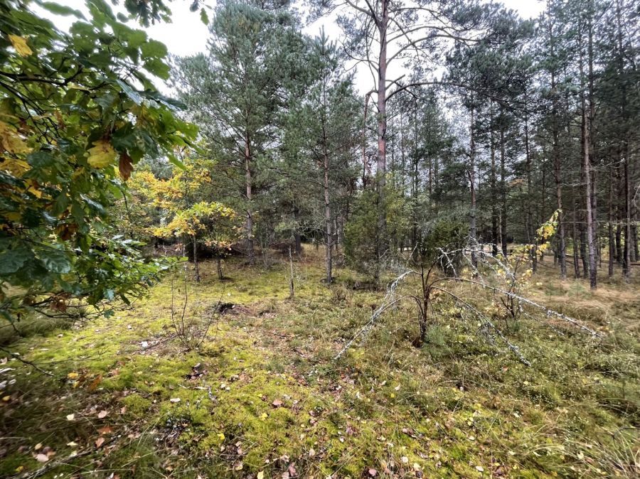 Działka rekreacyjna Kłączno. Zdjęcie 10