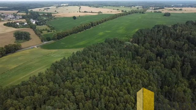 Działka leśna Pasieka. Zdjęcie 5