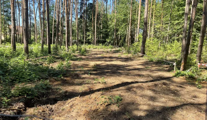 Działka leśna Ojrzanów, Cudna