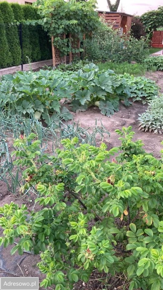 dom wolnostojący, 6 pokoi Opole Stare Miasto. Zdjęcie 5