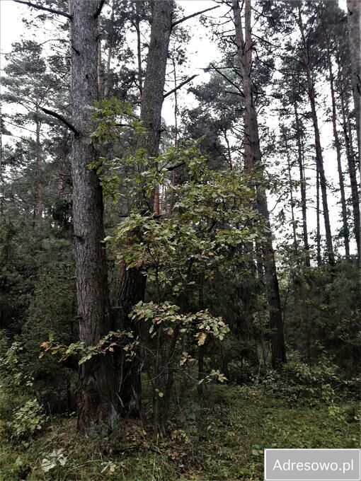 Działka leśna Ogrodzieniec. Zdjęcie 3
