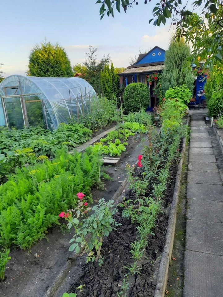 Działka rod Poręba, ul. Fryderyka Chopina. Zdjęcie 2