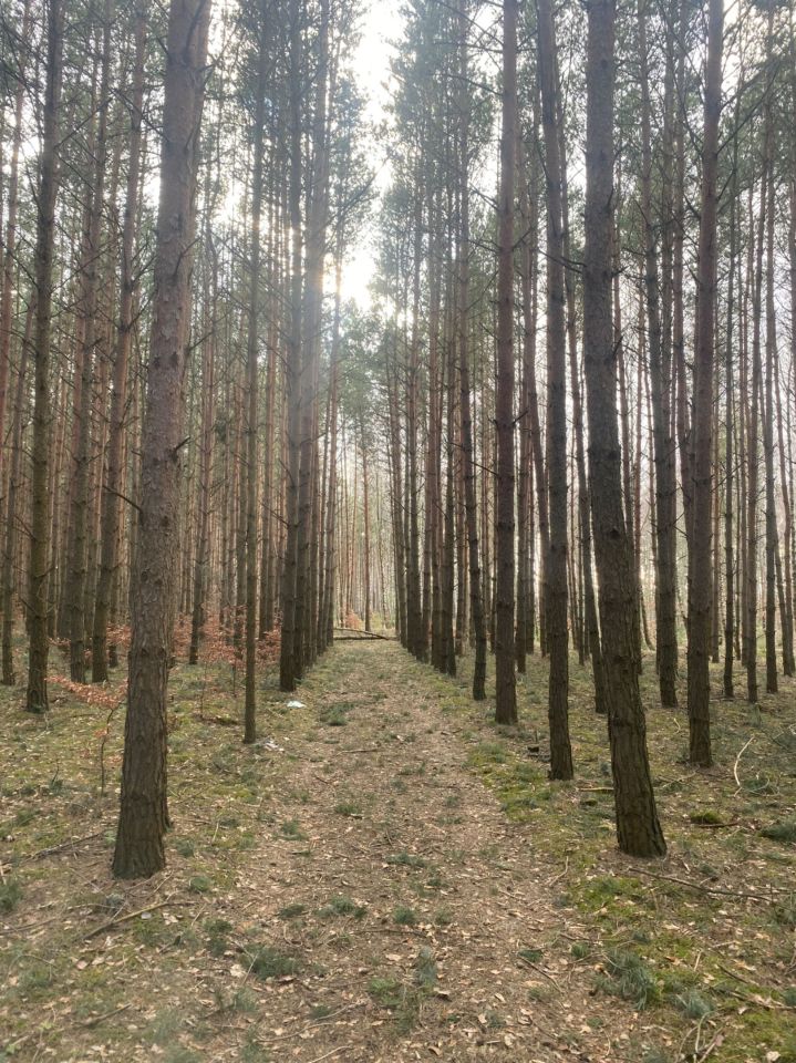 Działka leśna Chodów. Zdjęcie 3
