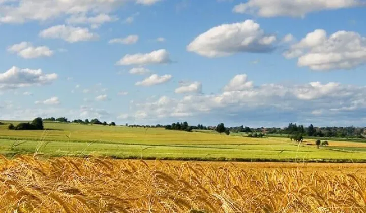 Działka rolna Pałecznica