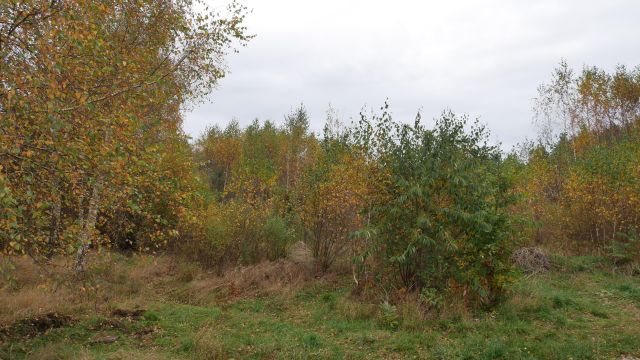 Działka budowlana Bojano Czarna Góra, ul. Okrężna. Zdjęcie 1
