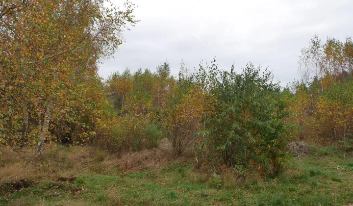 Działka budowlana Bojano Czarna Góra, ul. Okrężna