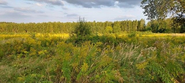 Działka budowlana Jagodne. Zdjęcie 2
