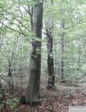 Działka leśna Prusie. Zdjęcie 1