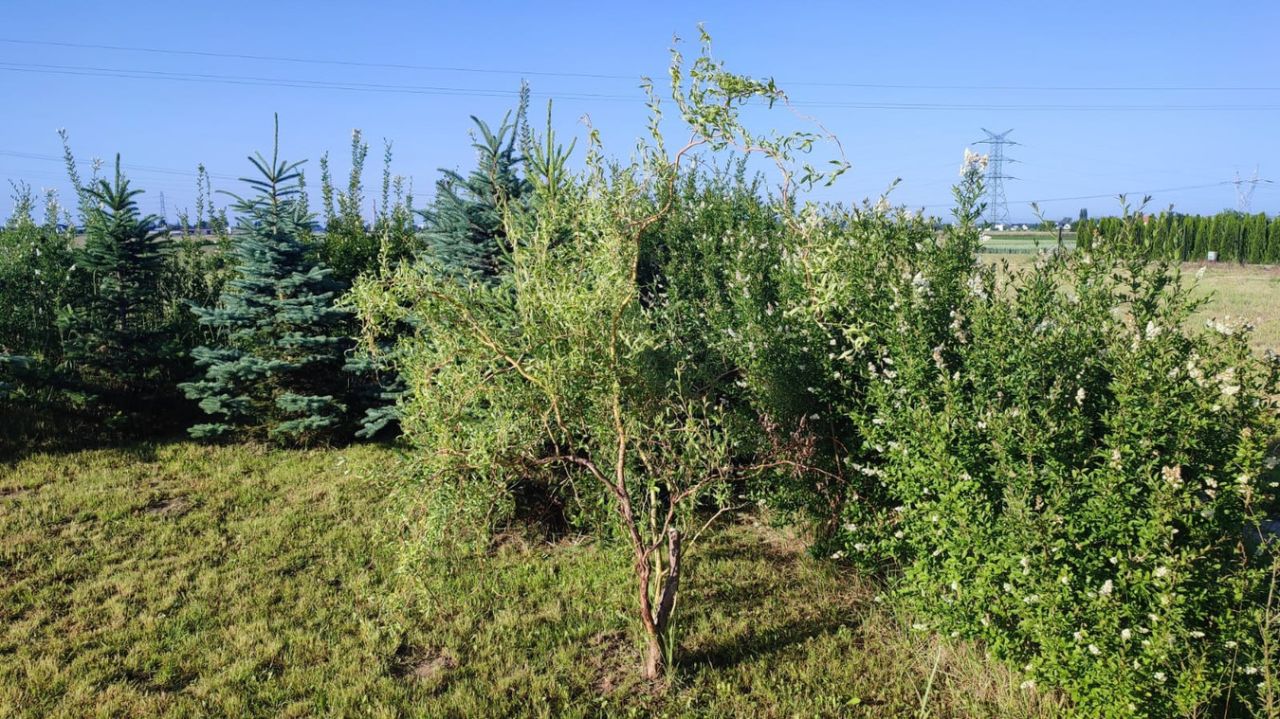 dom wolnostojący, 5 pokoi Topolin. Zdjęcie 8