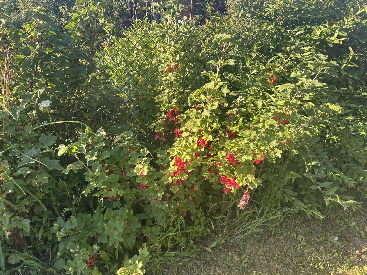Działka rod Bierkowo. Zdjęcie 15