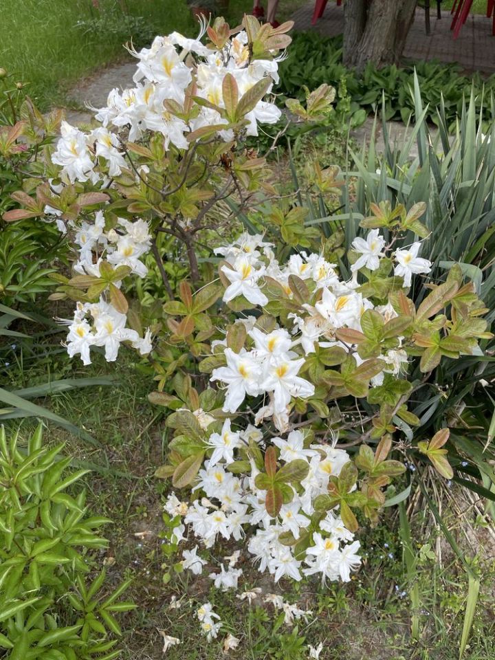 Działka rod Kalisz, ul. Poranna. Zdjęcie 8